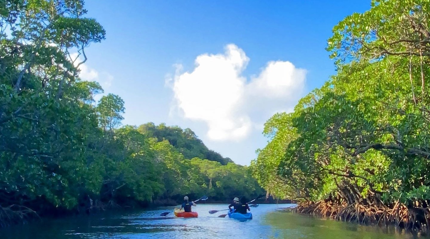 🌳 후키도강의 맹그로브 숲(후키도-가와노망그로부린) 이미지 1